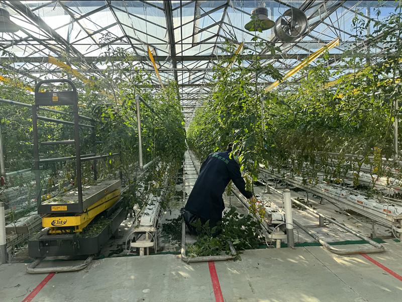 從田間到舌尖 朝來農(nóng)藝園以智能農(nóng)業(yè)科技守護(hù)餐桌健康